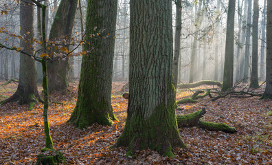 Autumnal misty morning in the forest