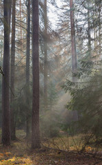 Autumnal misty morning in the forest
