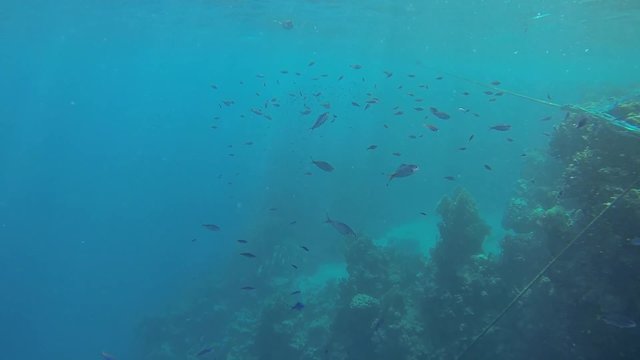 viele kleine fische im meer in zeitlupe
