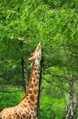 Naklejka premium Giraffe reaching high into a tree