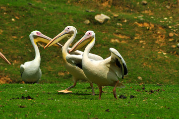 Obraz premium Pelicans going for a walk