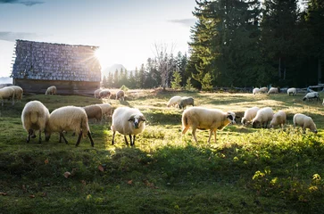 Türaufkleber Flock of sheep grazing © Dusan Kostic