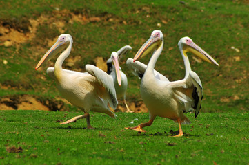Pelicans in aerobics class