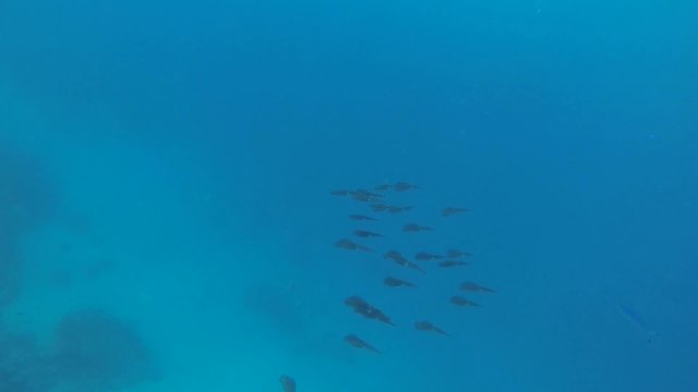 viele riffkalmare schweben im meer
