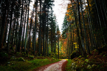 Fototapeta premium Autumn morning in the alps