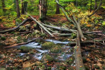 Stream with Fallen Trees in Autumn Forest
