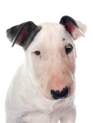 Fototapeta premium puppy bull terrier