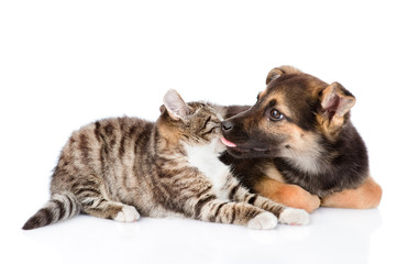 Obraz premium dog licking cat. isolated on white background