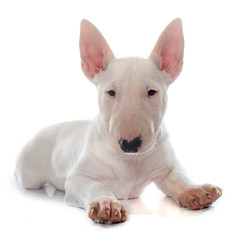 puppy bull terrier © cynoclub