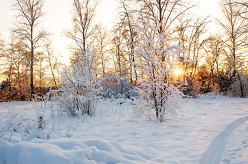 Sunset in the winter forest. Hoarfrost and Rime on trees.  Frost and snow on the branches. Beautiful winter nature. Panorama of the winter forest. The winter landscape. New year's fairy tale.