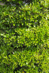 Fototapeta na wymiar green leaf background texture.