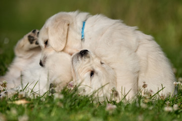 Two young golden retriever puppies playing outdoors