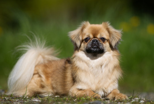 Tibetan Spaniel Images – Browse 1,224 Stock Photos, Vectors, and Video