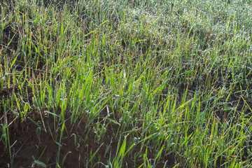 Dew on a morning grass