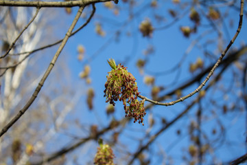 Spring flowering branches of a tree