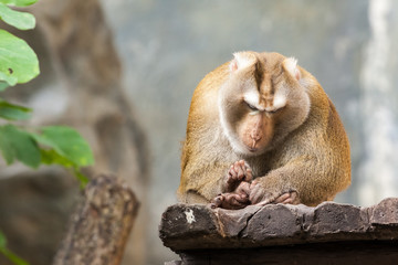 Southern pig tailed macaque