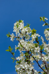 Branches with blooming white flowers