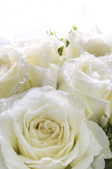 Dew on petal white rose. / Bouquet white roses detail on Valentine's Day.
