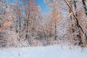 Frost on the trees in the forest. Cold winter day at sunset. Frost and snow on the branches. Beautiful winter nature. Panorama of the winter forest. The winter landscape. Snow fairy forest