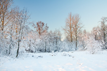 Fototapeta premium Frost on the trees in the forest. Cold winter day at sunset. Frost and snow on the branches. Beautiful winter nature. Panorama of the winter forest. Winter landscape. Snowy forest.