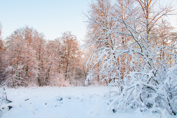 Frost on the trees in the forest. Cold winter day at sunset. Frost and snow on the branches. Beautiful winter nature. Panorama of the winter forest. Winter landscape. The snowy forest.