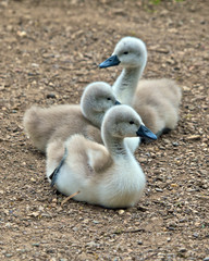 Cygnets