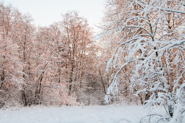 Frost on the trees in the forest. Cold winter day at sunset. Frost and snow on the branches. Beautiful winter nature. Panorama of the winter forest. The winter landscape. Snowy forest.