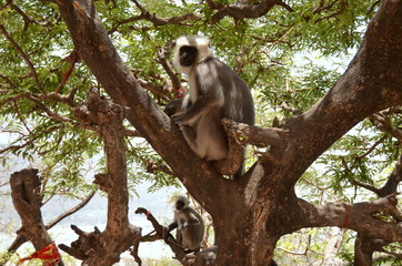 Hanuman langurs on the tree