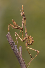 Violin mantis posing