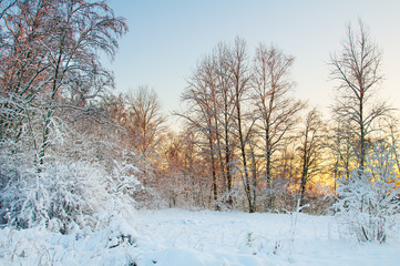 Frost on the trees in the forest. Cold winter day at sunset. Frost and snow on the branches. Beautiful winter nature. Panorama of the winter forest. The winter landscape. Christmas Pastorale