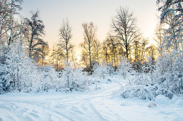 Frost on the trees in the forest. Cold winter day at sunset. Frost and snow on the branches. Beautiful winter nature. Panorama of the winter forest. The winter landscape. Christmas Pastorale.