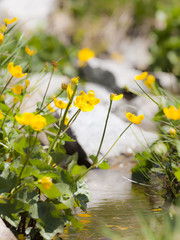 Pyrenean Wildflowers