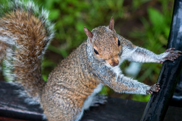 Auf einer Parkbank sitzendes Grauhörnchen (Sciurus carolinensis) grey squirrel