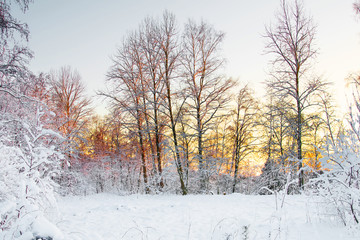 Frost on the trees in the forest. Cold winter day at sunset. Frost and snow on the branches. Beautiful winter nature. Panorama of the winter forest. The winter landscape.