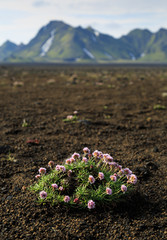 Flowers in the barren, volcanic landscape in Iceland. Shallow D.O.F.