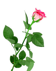 beautiful single pink rose on a white background!