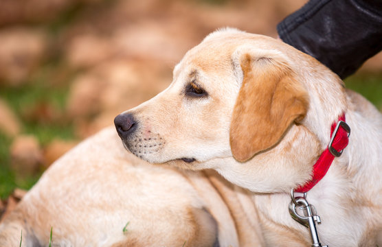 Young Labrador Dog