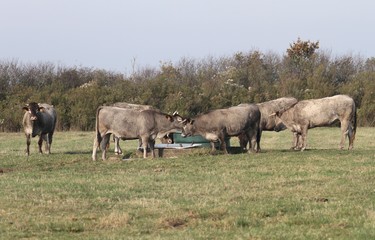 Obraz na płótnie Canvas élevage de vaches Bazadaises dans le sud-ouest de la France