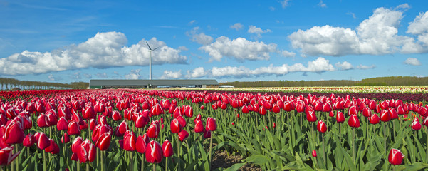 Tulipes dans un champ ensoleillé au printemps