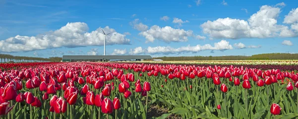 Wall murals Tulip Tulips in a sunny field in spring