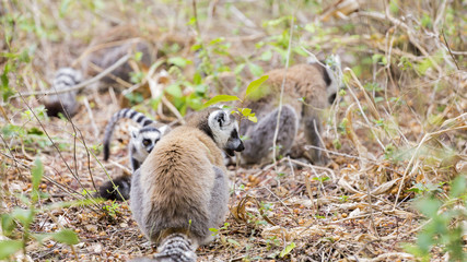 Family ring tailed lemur playing together on the ground in Madagascar