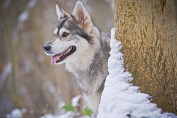 Winter Animal - Dog