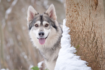 Winter Animal - Dog