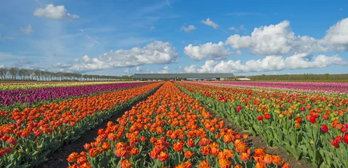 Crédence de cuisine en verre imprimé Tulipe Tulipes dans un champ ensoleillé au printemps
