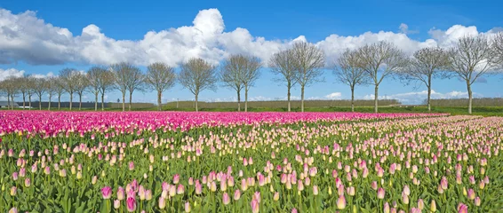 Crédence de cuisine en verre imprimé Tulipe Tulips in a sunny field in spring