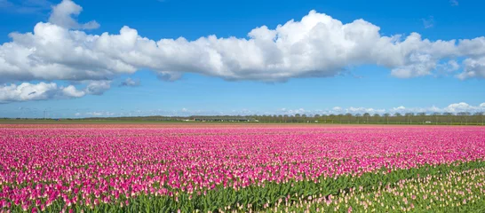 Printed kitchen splashbacks Tulip Tulips in a sunny field in spring