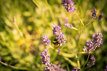 Bumblebee on a fragrant bed of lavender