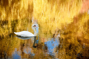 Swan on the autmn river at sunrise