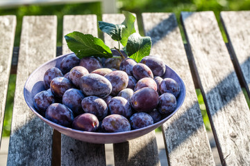 frisch gepflückte Zwetschgen, Holztisch, Studio