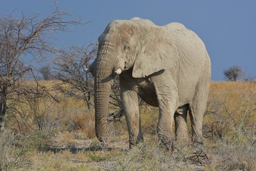 Obraz premium Afrikanischer Elefant im Etosha Nationalpark